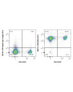 Anti-Mouse CD84 Rabbit Recombinant Antibody Proteintech  98076-1-RR