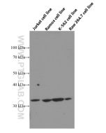 BCL2L1 Monoclonal antibody Proteintech  66020-1-Ig