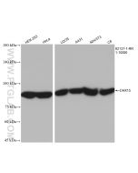 DHX15 Recombinant monoclonal antibody Proteintech  82137-1-RR