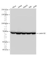 Lamin B2 Recombinant monoclonal antibody Proteintech  82801-4-RR