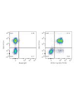 Anti-Human CD2 (TS1/8) Proteintech  65192-1-Ig