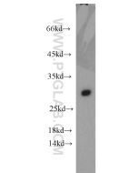 Apolipoprotein AI Polyclonal antibody Proteintech  14427-1-AP