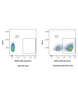 Anti-Mouse JAM3 Rabbit Recombinant Antibody Proteintech  98393-2-RR