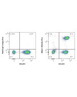 Anti-Human CD4 Rabbit Recombinant Antibody Proteintech  98042-1-RR