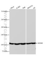 MCM3 Recombinant monoclonal antibody Proteintech  84792-5-RR