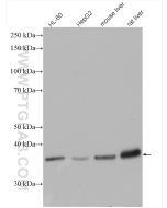 MDH1 Polyclonal antibody Proteintech  15904-1-AP