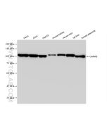GANAB Recombinant monoclonal antibody Proteintech  83324-1-RR