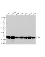 USP4 Recombinant monoclonal antibody Proteintech  83734-2-RR