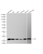 YAF2 Recombinant monoclonal antibody Proteintech  83798-6-RR