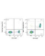 Anti-Human CD93 Rabbit Recombinant Antibody Proteintech  98337-1-RR