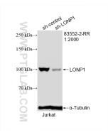 LONP1 Recombinant monoclonal antibody Proteintech  83552-2-RR