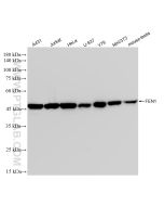 FEN1 Recombinant monoclonal antibody Proteintech  84916-5-RR