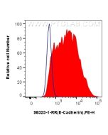 Anti-Rat E-cadherin Rabbit Recombinant Antibody Proteintech  98323-1-RR