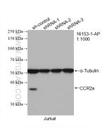 CCR2a-specific Polyclonal antibody Proteintech  16153-1-AP