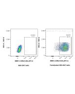 Anti-Mouse CCL22/MDC Rabbit Recombinant Antibody Proteintech  98501-2-RR