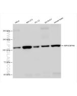 MPHOSPH9 Recombinant monoclonal antibody Proteintech  83397-5-RR