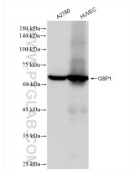 GBP1 Recombinant monoclonal antibody Proteintech  83751-6-RR