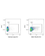 Anti-Mouse LAIR1 Rabbit Recombinant Antibody Proteintech  98286-1-RR