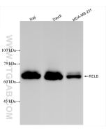RELB Recombinant monoclonal antibody Proteintech  83305-6-RR