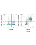 Anti-Mouse PD-1/CD279 Rat Recombinant Antibody Proteintech  98080-7-TR