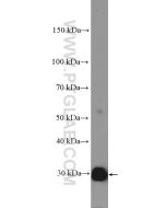 BCL2L1 Polyclonal antibody Proteintech  26967-1-AP