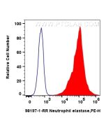 Anti-Mouse Neutrophil Elastase Rabbit Recombinant Antibody Proteintech  98197-1-RR