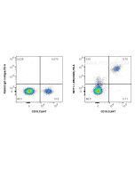 Anti-Human CD20 Rabbit Recombinant Antibody Proteintech  98771-1-RR