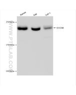 DOCK8 Recombinant monoclonal antibody Proteintech  83270-2-RR