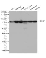 KHSRP Recombinant monoclonal antibody Proteintech  82931-1-RR