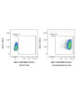 Anti-Human TMEM119 Rabbit Recombinant Antibody Proteintech  98677-3-RR