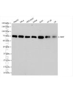 MNT Recombinant monoclonal antibody Proteintech  83648-1-RR