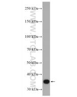 PPP2CA Polyclonal antibody Proteintech  13482-1-AP