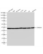 CSNK2A1 Recombinant monoclonal antibody Proteintech  83805-4-RR
