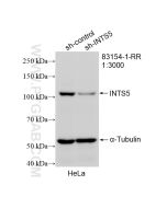 INTS5 Recombinant monoclonal antibody Proteintech  83154-1-RR