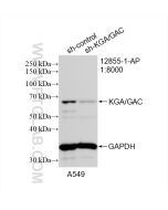 KGA/GAC Polyclonal antibody Proteintech  12855-1-AP