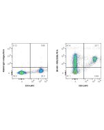 Anti-Human CD38 Rabbit Recombinant Antibody Proteintech  98148-1-RR