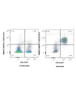 Anti-Mouse PD-1/CD279 Mouse Recombinant Antibody Proteintech  98080-6-MR