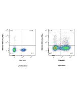 Anti-Mouse Gzma Rabbit Recombinant Antibody Proteintech  98630-2-RR