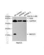 MED21 Recombinant monoclonal antibody Proteintech  83510-1-RR