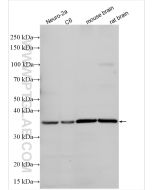 ATOH1 Polyclonal antibody Proteintech  21215-1-AP