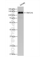 RNF216 Recombinant monoclonal antibody Proteintech  83658-2-RR