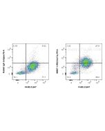 Anti-Mouse Dectin-1 Rabbit Recombinant Antibody Proteintech  98597-1-RR