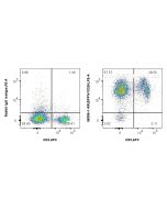 Anti-Mouse DPP4/CD26 Rabbit Recombinant Antibody Proteintech  98356-1-RR