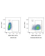 Anti-Human IL-7 Rabbit Recombinant Antibody Proteintech  98206-1-RR