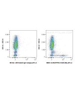 Anti-Human CD45RB/RAB Rabbit Recombinant Antibody Proteintech  98531-5-RR