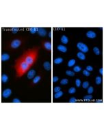 Anti-Whitlow/218 Linker Rabbit Recombinant Antibody Proteintech  98672-3-RR