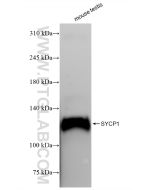 SYCP1 Recombinant monoclonal antibody Proteintech  83382-1-RR