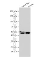 NeuN Polyclonal antibody Proteintech  26975-1-AP