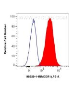 Anti-Rat DDR1/CD167a Rabbit Recombinant Antibody Proteintech  98629-1-RR