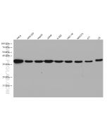 GAPDH Monoclonal antibody Proteintech  60004-1-Ig